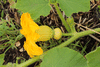 Cucurbita maxima Flat odenwander; fleurs-F