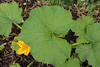 Cucurbita maxima Flat odenwander; feuilles