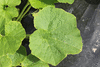 Cucurbita maxima Essex turban; feuilles