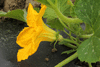 Cucurbita maxima Essex turban; fleurs-M