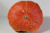 Cucurbita maxima Essex turban; ombilics