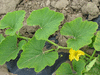 Cucurbita maxima White pumpkin; feuilles