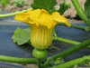 Cucurbita maxima Du Paraguay; fleurs-F