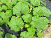 Cucurbita maxima Du Paraguay; feuilles