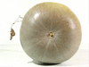 Cucurbita maxima Volga river; ombilics