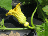 Cucurbita maxima Pustulence; fleurs-F