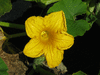 Cucurbita maxima Pustulence; fleurs-M