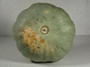 Cucurbita maxima Diu; ombilics