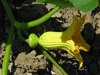 Cucurbita maxima Diu; fleurs-F