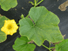 Cucurbita maxima Diu; feuilles