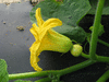 Cucurbita maxima Bulgarian balloon; fleurs-F