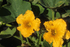 Cucurbita maxima Orange Banana; fleurs-M