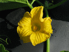 Cucurbita maxima Panonika; fleurs-F