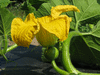 Cucurbita maxima Panonika; fleurs-F