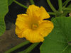 Cucurbita maxima Panonika; fleurs-M