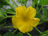 Cucurbita maxima Karli; fleurs-M