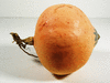 Cucurbita maxima Hidatsa; fruits