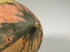 Cucurbita maxima Hidatsa; ombilics