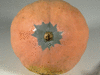Cucurbita maxima Hidatsa; ombilics