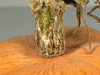 Cucurbita maxima Hidatsa; pedoncules