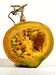 Cucurbita maxima Hidatsa; coupes