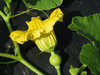 Cucurbita maxima Hidatsa; fleurs-F