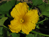 Cucurbita maxima Hidatsa; fleurs-M