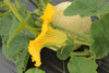 Cucurbita maxima Hidatsa; fleurs-M