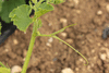 Cucurbita maxima Hidatsa; vrilles