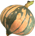 Mormon Squash