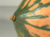 Cucurbita maxima Mormon Squash; ombilics