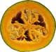 Cucurbita maxima Mormon Squash; coupes