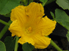 Cucurbita maxima Mormon Squash; fleurs-M