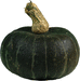 Jalostototlan calabaza