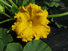 Cucurbita maxima Jalostototlan calabaza; fleurs-M