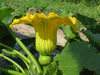 Cucurbita maxima Jalostototlan calabaza; fleurs-F