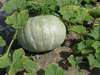 Cucurbita maxima D'Iran; fruits