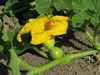 Cucurbita maxima D'Iran; fleurs-F