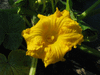 Cucurbita maxima Wyatt's Wonder; fleurs-M