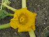 Cucurbita maxima Wyatt's Wonder; fleurs-F