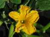 Cucurbita maxima Moravka; fleurs-M