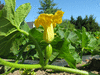 Cucurbita maxima Moravka; fleurs-F