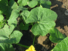 Cucurbita maxima Bal kabagi; feuilles