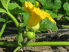 Cucurbita maxima Trkischer Bergkrbis; fleurs-F