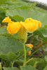 Cucurbita maxima Trkischer Bergkrbis; fleurs-M