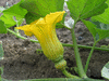 Cucurbita maxima Banquet; fleurs-F