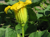 Cucurbita maxima Banquet; fleurs-M