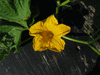 Cucurbita maxima Romania; fleurs-F