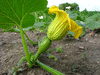 Cucurbita maxima Zapallo Paraguay; fleurs-F