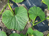 Cucurbita maxima Zapallo Paraguay; feuilles